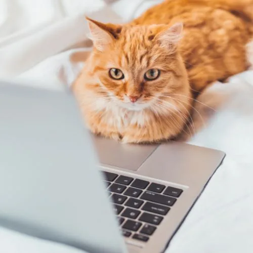 A very cute orange cat sits in front of a laptop - he is learning about SEO copywriting ranking factors.